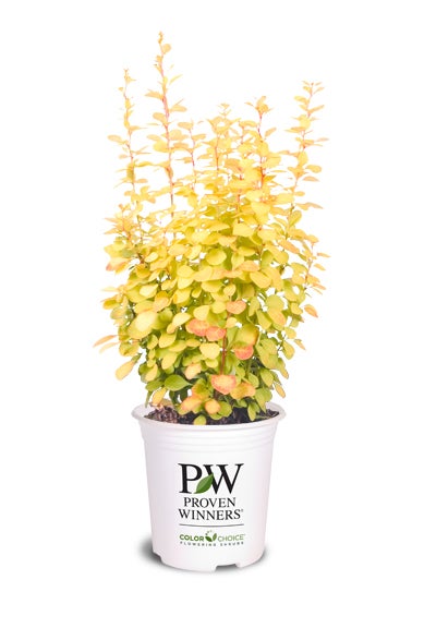 Barberry Sunjoy Gold Pillar® - 2 Gallon