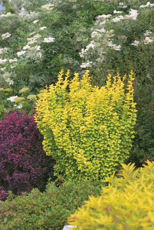 Barberry Sunjoy Gold Pillar® - 2 Gallon