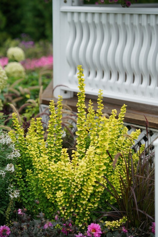 Barberry Sunjoy Gold Pillar® - 2 Gallon