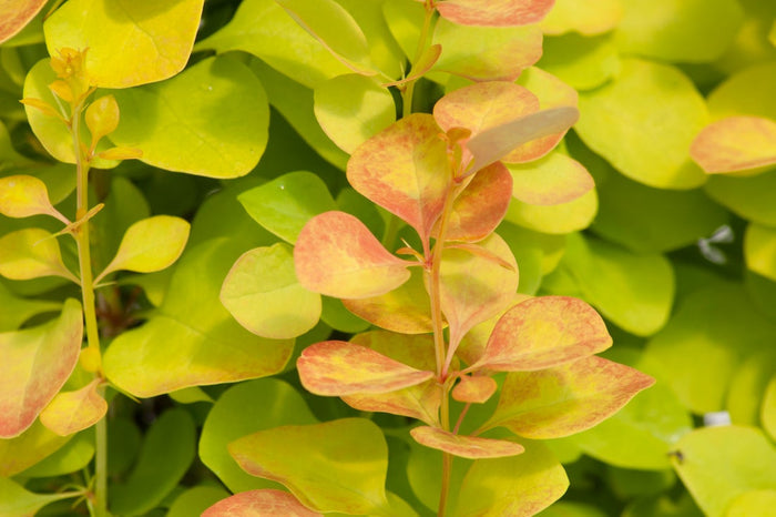Barberry Sunjoy Gold Pillar® - 2 Gallon