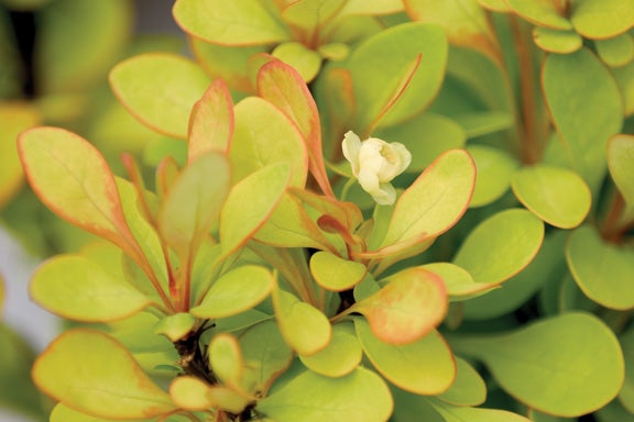Barberry Sunjoy Gold Pillar® - 2 Gallon