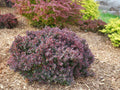 Barberry Sunjoy Mini Maroon® - 2 Gallon
