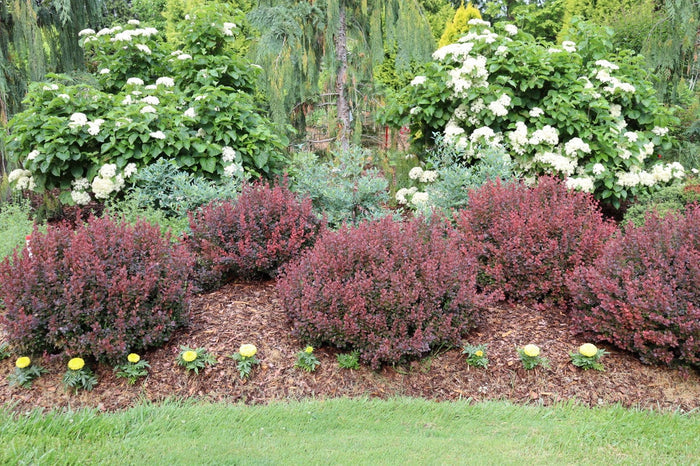 Barberry Sunjoy Mini Maroon® - 2 Gallon