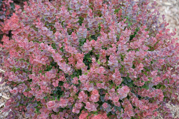Barberry Sunjoy Mini Maroon® - 2 Gallon
