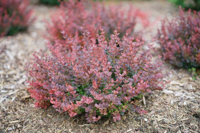 Barberry Sunjoy Mini Maroon® - 2 Gallon