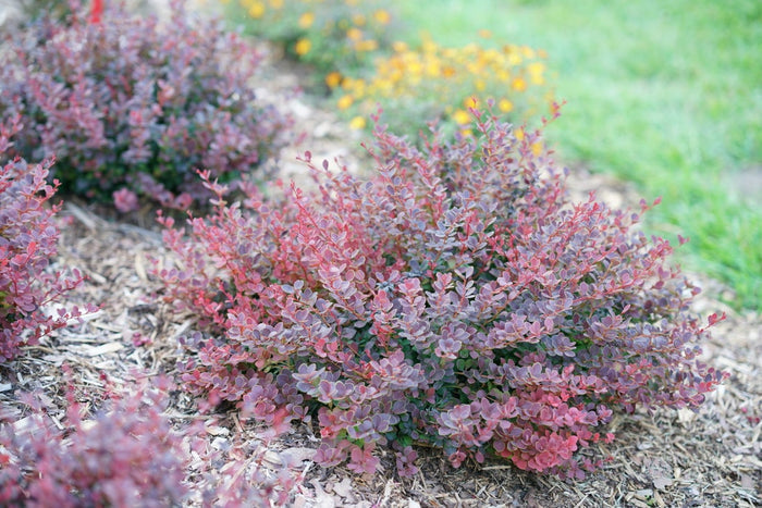 Barberry Sunjoy Mini Maroon® - 2 Gallon