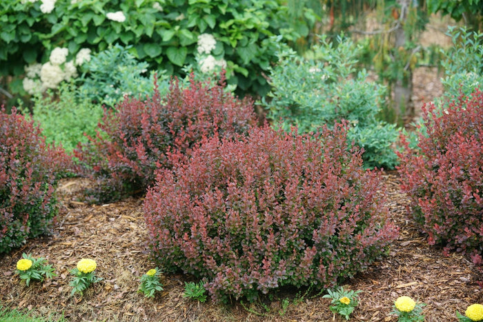 Barberry Sunjoy Mini Maroon® - 2 Gallon