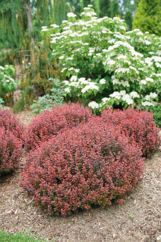 Barberry Sunjoy Mini Maroon® - 2 Gallon