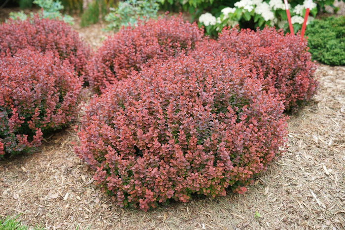 Barberry Sunjoy Mini Maroon® - 2 Gallon