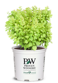 Barberry Sunjoy® Mini Saffron - 2 Gallon