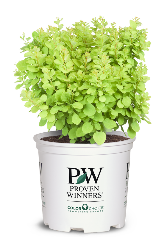 Barberry Sunjoy® Mini Saffron - 2 Gallon