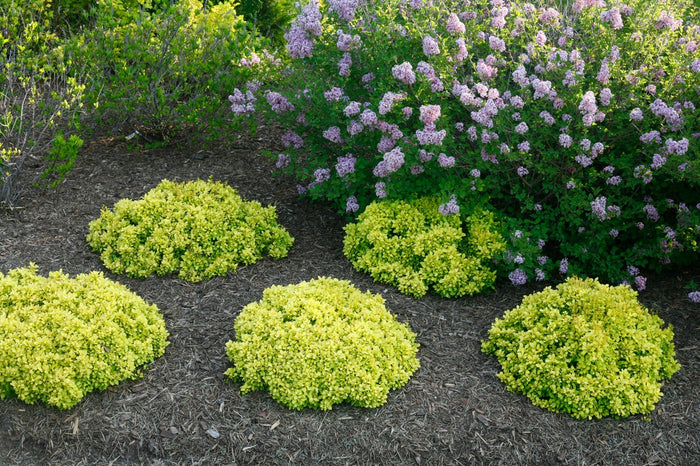 Barberry Sunjoy® Mini Saffron - 2 Gallon