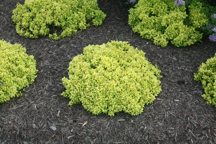 Barberry Sunjoy® Mini Saffron - 2 Gallon