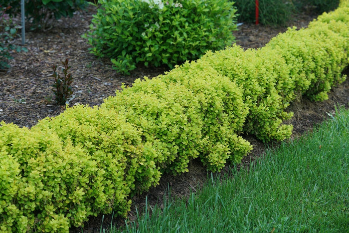Barberry Sunjoy® Mini Saffron - 2 Gallon