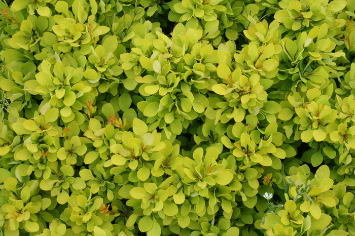 Barberry Sunjoy® Mini Saffron - 2 Gallon