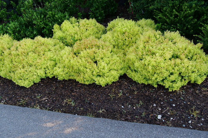 Barberry Sunjoy® Mini Saffron - 2 Gallon