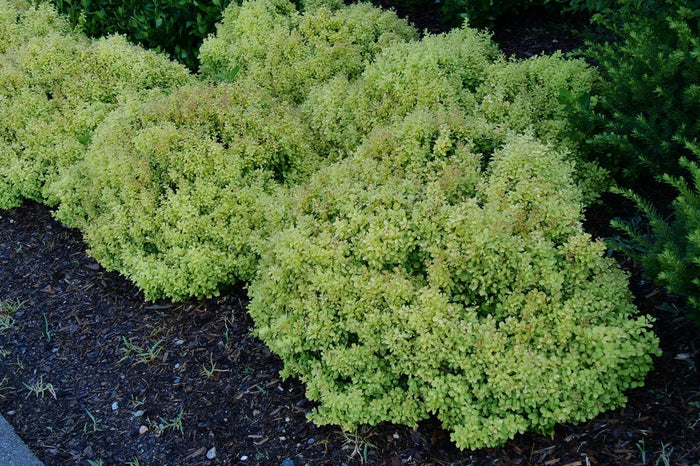 Barberry Sunjoy® Mini Saffron - 2 Gallon