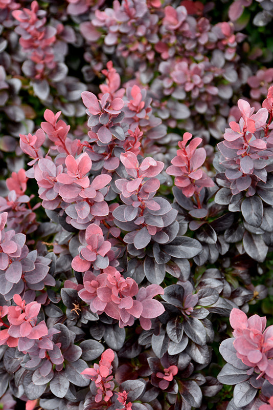 Barberry Sunjoy® Plum Pillar - 1 Gallon