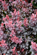 Barberry Sunjoy® Plum Pillar - 1 Gallon