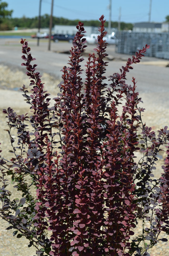 Barberry Sunjoy® Plum Pillar - 1 Gallon