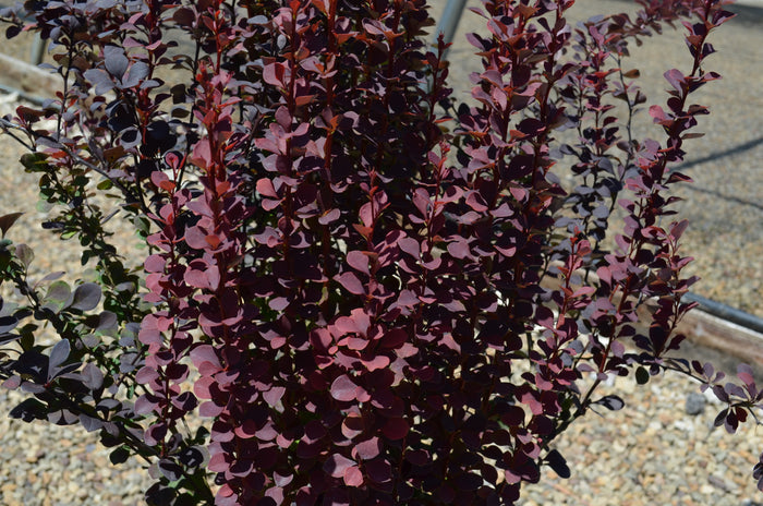 Barberry Sunjoy® Plum Pillar - 1 Gallon