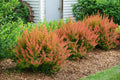 Barberry Sunjoy® Tangelo - 2 Gallon