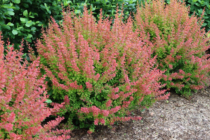 Barberry Sunjoy® Tangelo - 2 Gallon