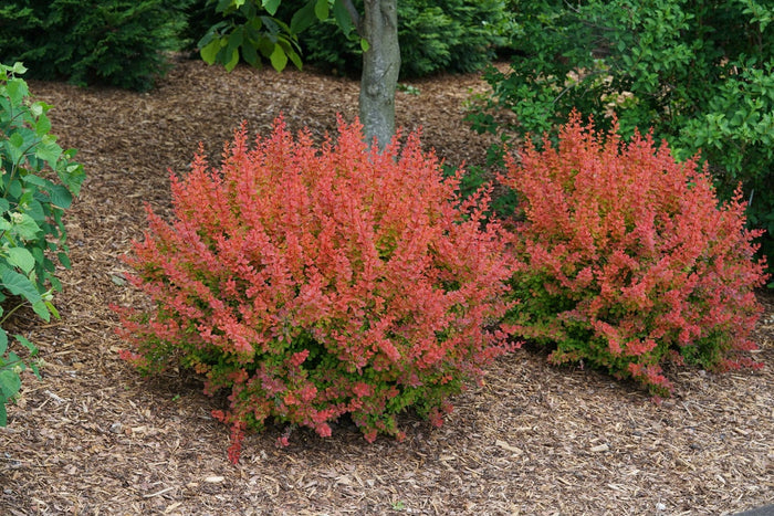 Barberry Sunjoy® Tangelo - 2 Gallon