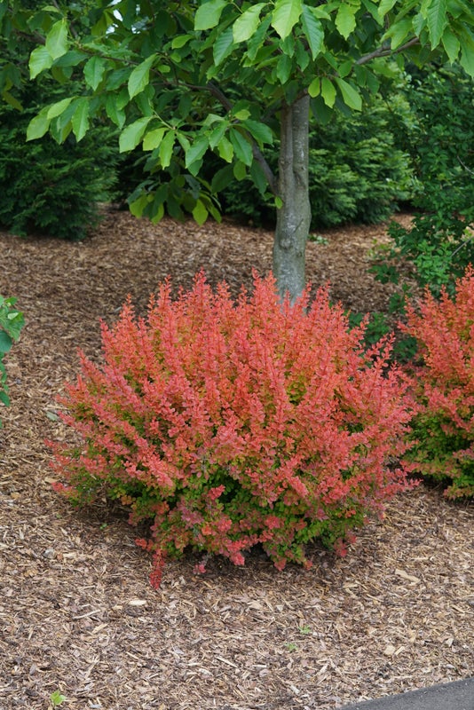 Barberry Sunjoy® Tangelo - 2 Gallon