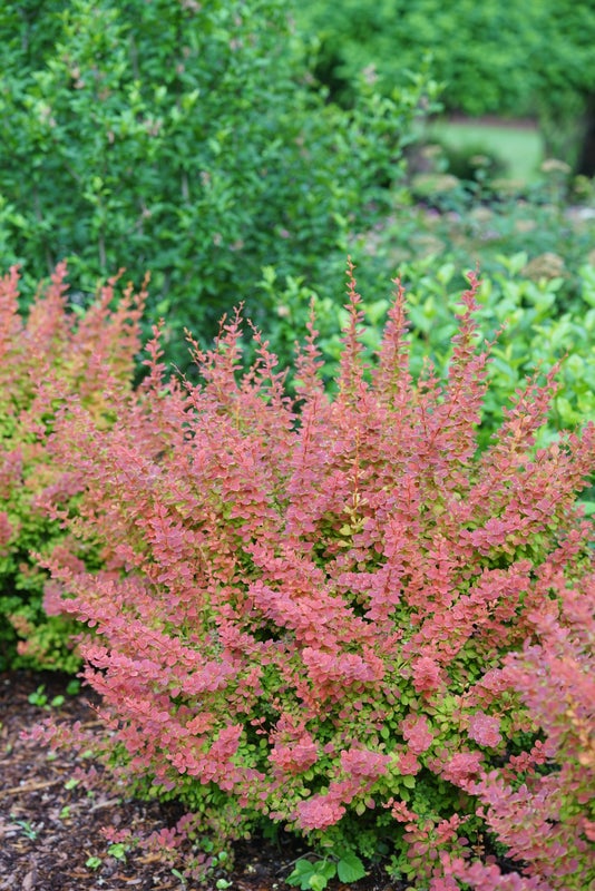 Barberry Sunjoy® Tangelo - 2 Gallon