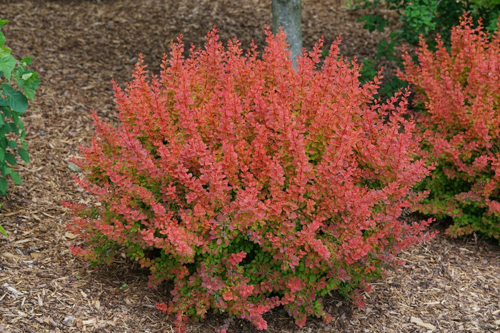 Barberry Sunjoy® Tangelo - 2 Gallon