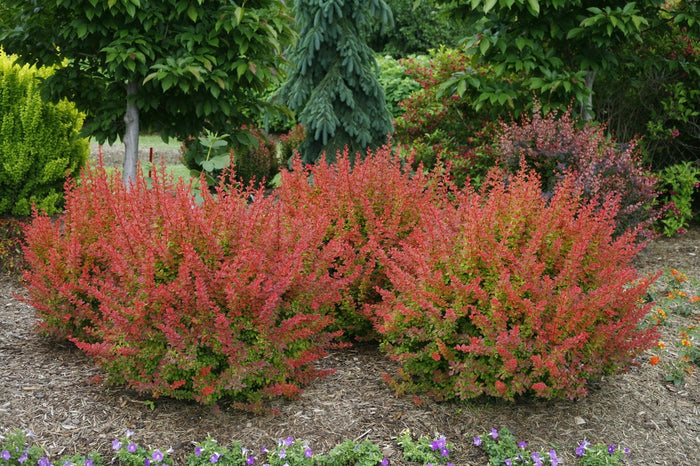 Barberry Sunjoy® Tangelo - 2 Gallon