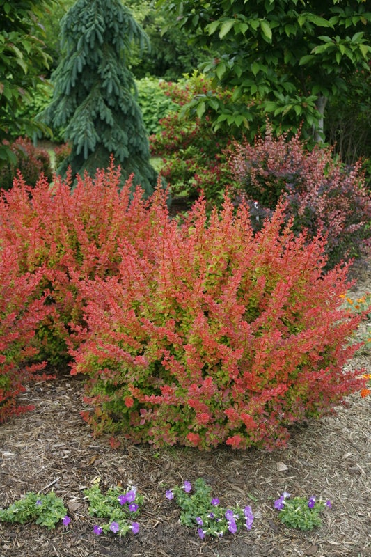 Barberry Sunjoy® Tangelo - 2 Gallon