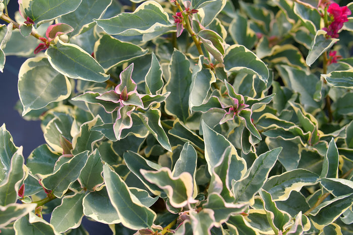 Bougainvillea Bambino® Claret Red - 2 Gallon