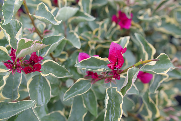 Bougainvillea Bambino® Claret Red - 2 Gallon
