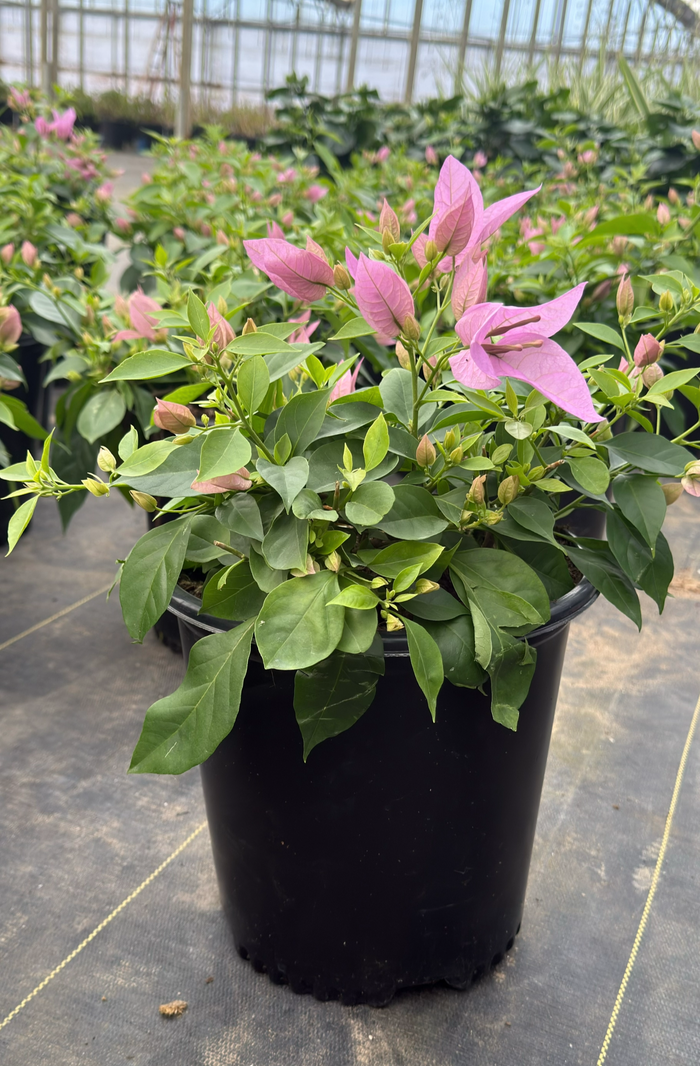 Bougainvillea Bambino® Rijnstar Lilac - 2 Gallon