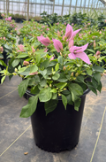 Bougainvillea Bambino® Rijnstar Lilac - 2 Gallon