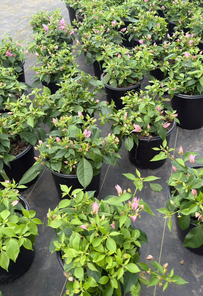Bougainvillea Bambino® Rijnstar Lilac - 2 Gallon