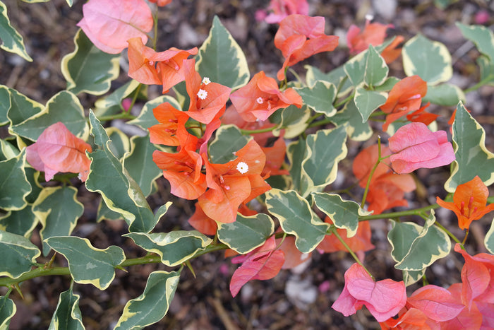Bougainvillea Bambino® Variegated Orange - 2 Gallon