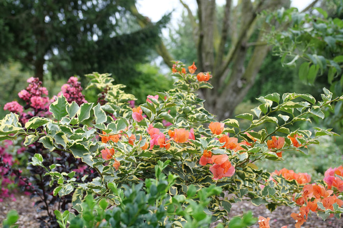 Bougainvillea Bambino® Variegated Orange - 2 Gallon