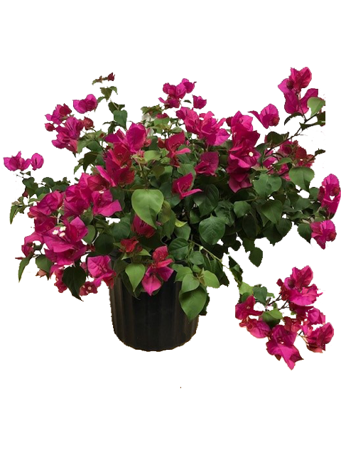 Bougainvillea Barbara Karst - 1 Gallon