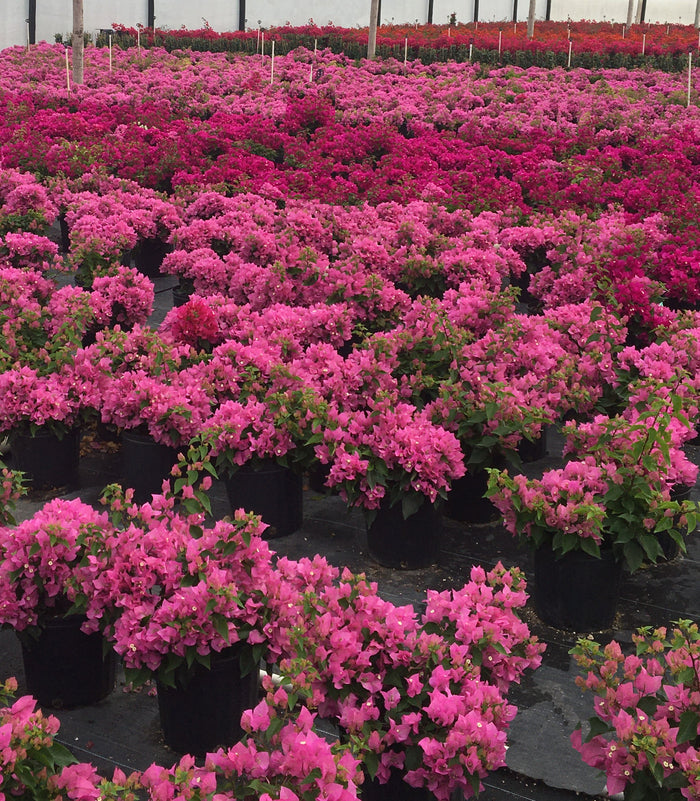 Bougainvillea Barbara Karst - 1 Gallon