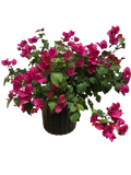 Bougainvillea Barbara Karst - 2 Gallon