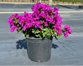 Bougainvillea Oso Amethyst Purple  - 2 Gallon