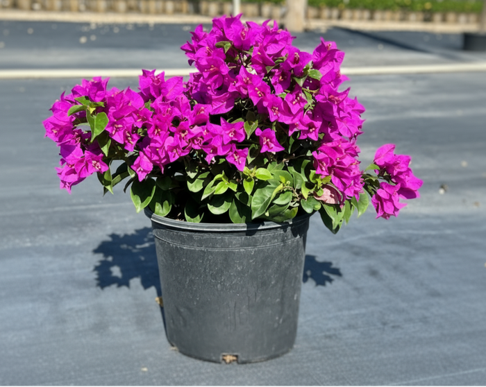Bougainvillea Oso Amethyst Purple  - 2 Gallon