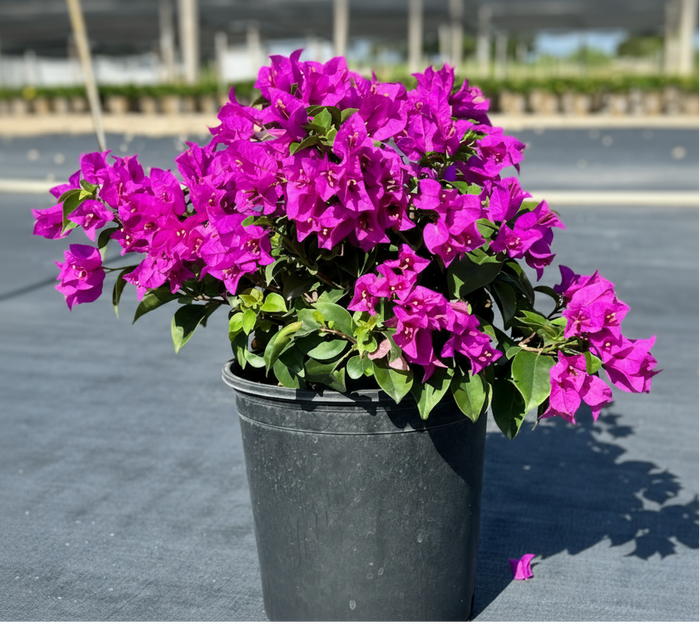 Bougainvillea Oso Amethyst Purple  - 2 Gallon