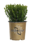 Boxwood Baby Gem™  - 2 Gallon