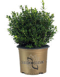 Boxwood Baby Gem™- 1 Gallon