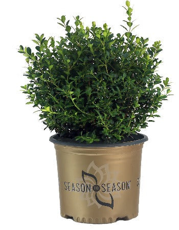 Boxwood Baby Gem™- 1 Gallon