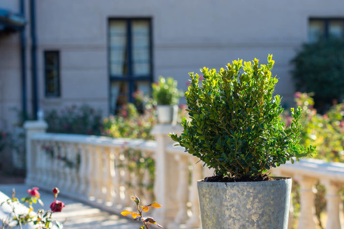 Boxwood Baby Gem™- 1 Gallon